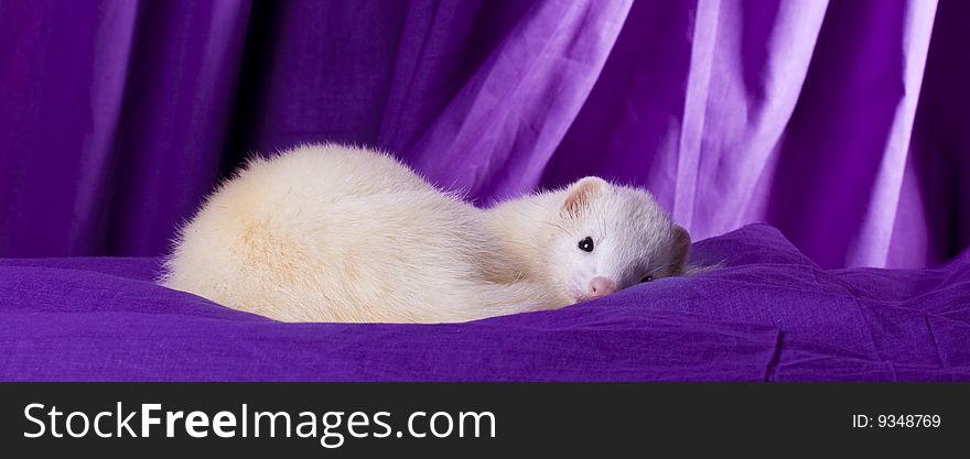 White Ferret Named Silver