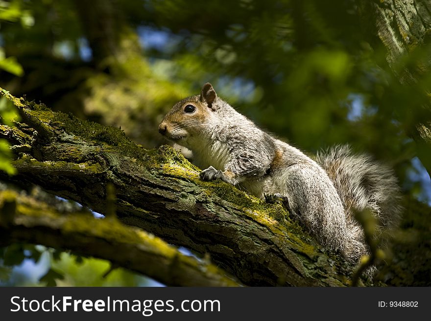 Squirrel Surrounded By Very Green Tree