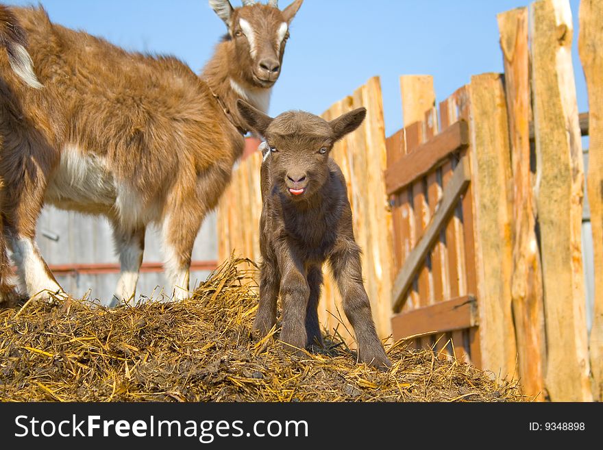 The Young  Goatling.