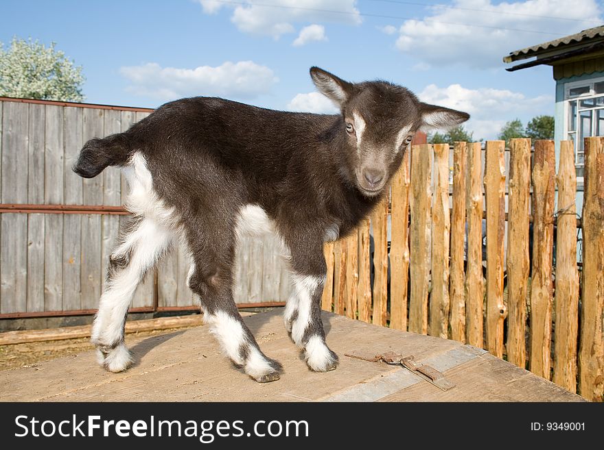 The young goatling on farm . The young goatling on farm .