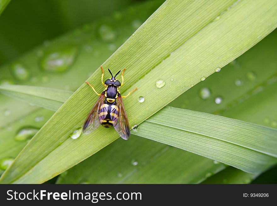 The striped fly sits on a green leaf(sheet) with dew.The name of the fly-( Chrysotoxum cautum). The striped fly sits on a green leaf(sheet) with dew.The name of the fly-( Chrysotoxum cautum)