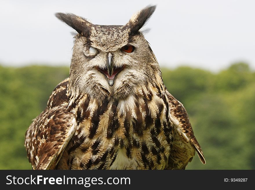 Closeup of an winking eagle owl