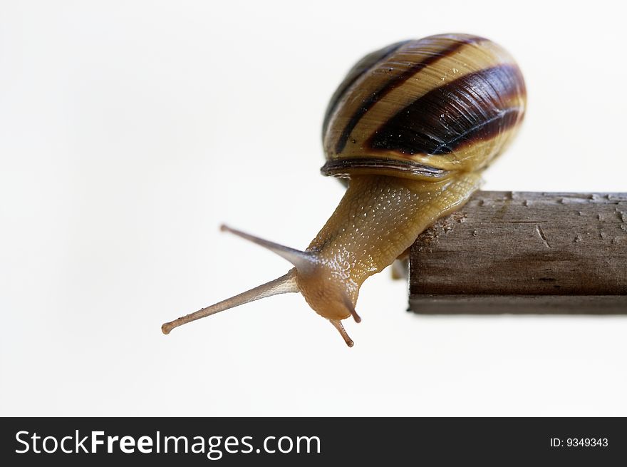 A Snail Sitting On A Piece Of Wood