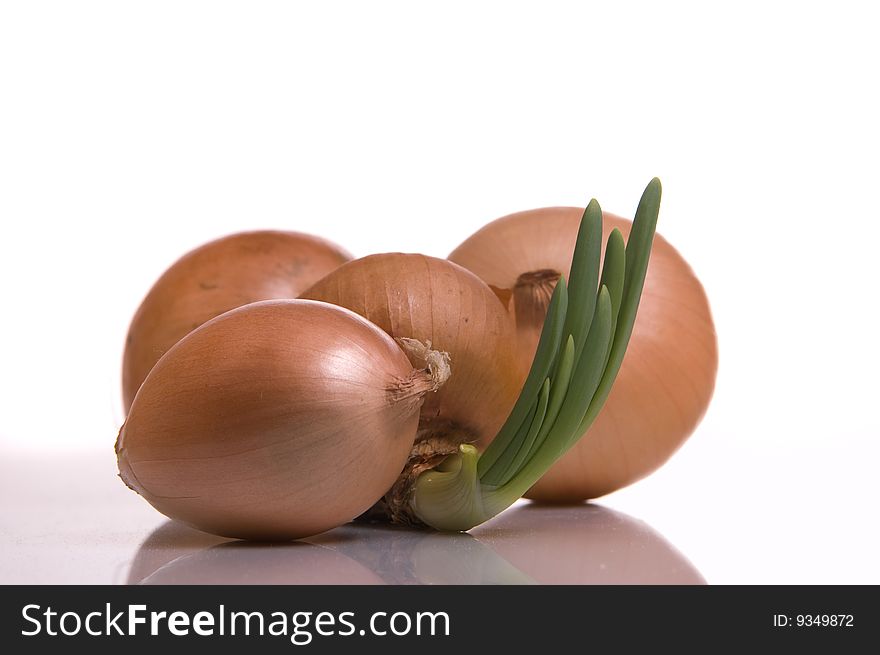 The sprouted onions, white background