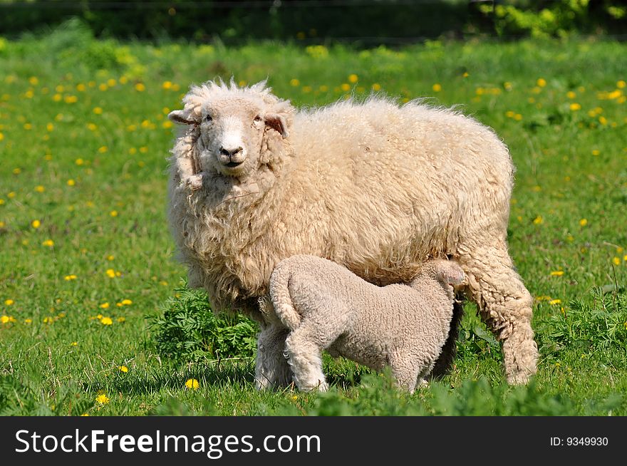 Young lambs are at breast-feeding every 15 minutes. Young lambs are at breast-feeding every 15 minutes
