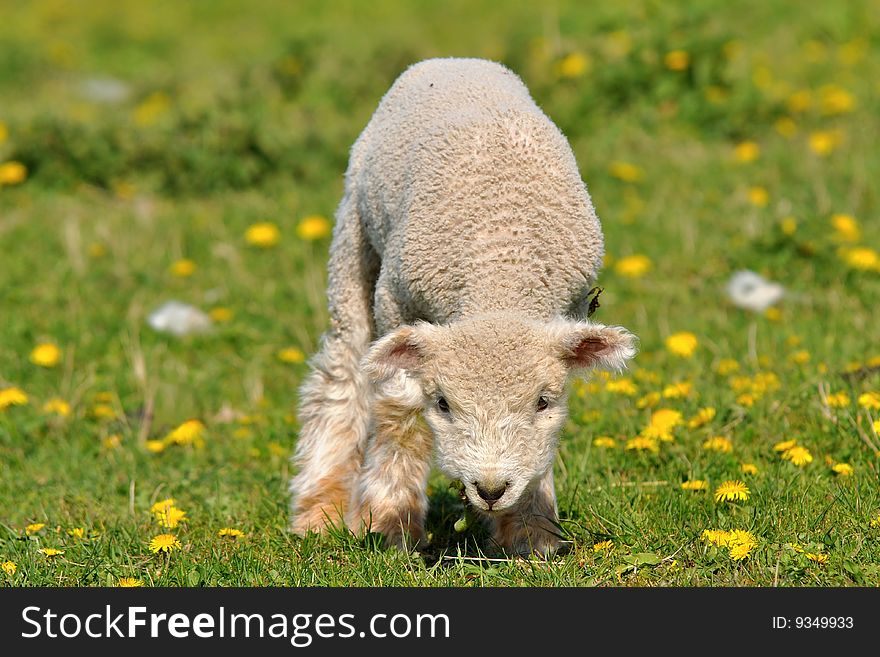 Young lamb and dandelions are spring and summer. Young lamb and dandelions are spring and summer.
