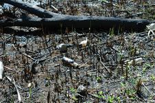 Ecology. Pollution Of Nature By Human. A Lot Of Household Waste In Water Stock Images Ecology. Pollution Of Nature By Human. A Lot Of Household Waste In Water Stock Images