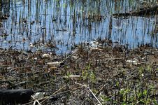 Ecology. Pollution Of Nature By Human. A Lot Of Household Waste In Water Royalty Free Stock Image Ecology. Pollution Of Nature By Human. A Lot Of Household Waste In Water Royalty Free Stock Image