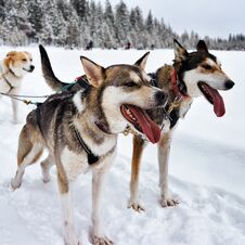 Husky Dogs In Sledding In Lapland Finland Royalty Free Stock Image