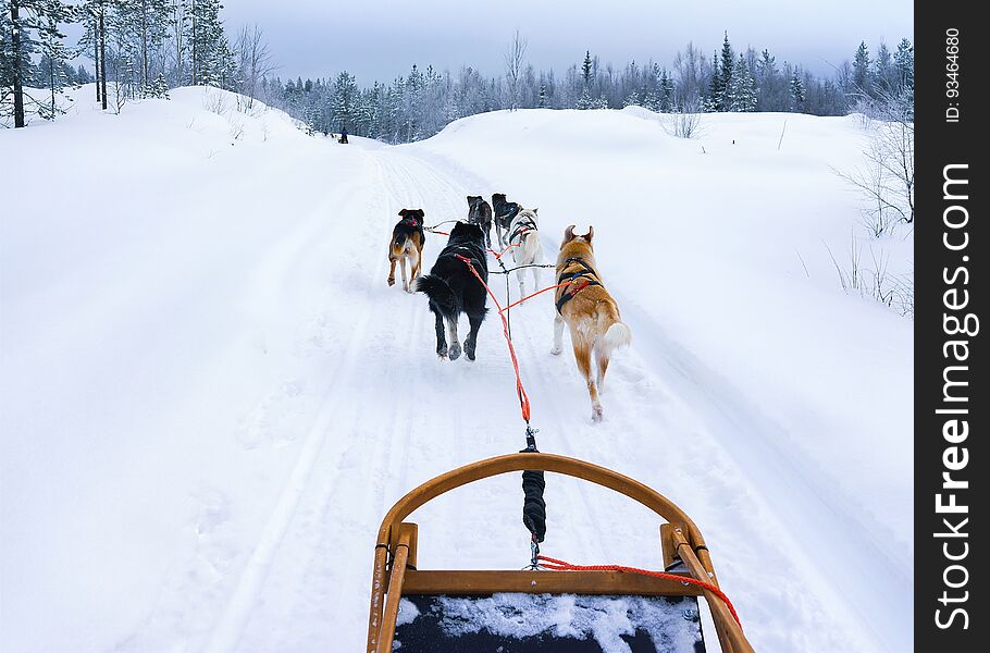 Husky dogs sledge at Rovaniemi, Lapland of Finland. Husky dogs sledge at Rovaniemi, Lapland of Finland