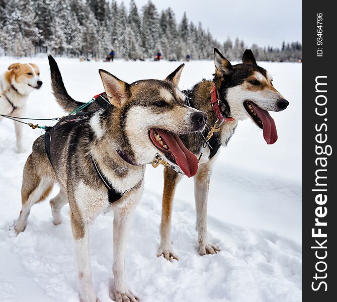 Husky Dogs In Sledding In Lapland Finland