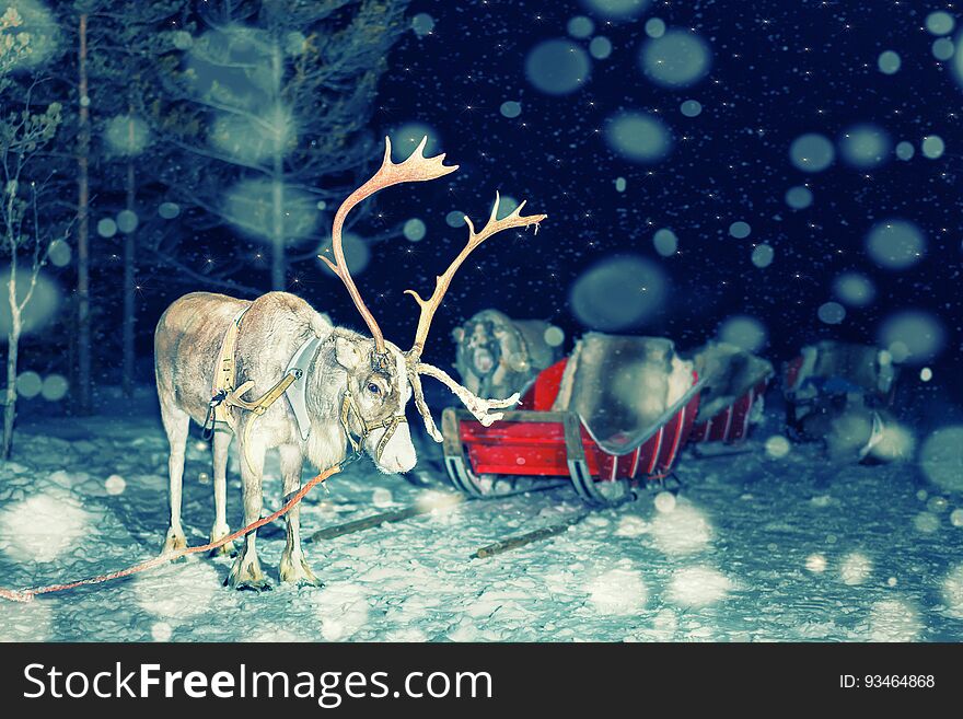 Reindeer and sleigh at night safari in the forest of Rovaniemi, Lapland, Finland. With snowfall. Toned. Reindeer and sleigh at night safari in the forest of Rovaniemi, Lapland, Finland. With snowfall. Toned