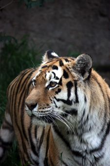 Siberian Tiger Royalty Free Stock Image Siberian Tiger Royalty Free Stock Image