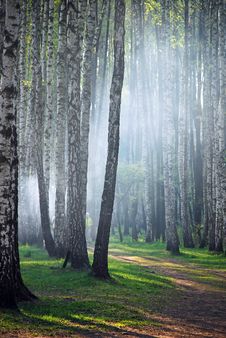 Birchwood Stock Images Birchwood Stock Images