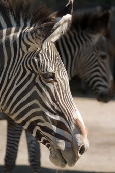 Zebra Stock Photos