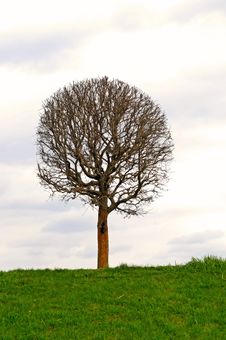 The Bare Tree Royalty Free Stock Photography The Bare Tree Royalty Free Stock Photography