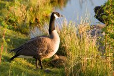 Mother Goose Watches Over Her Two Goslings. Stock Photo Mother Goose Watches Over Her Two Goslings. Stock Photo
