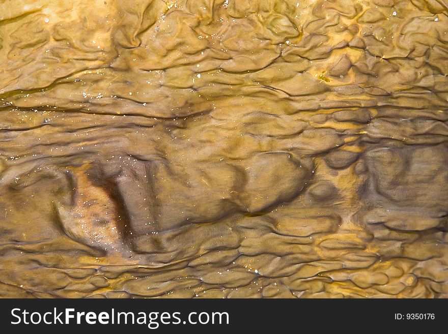 A dry Atlantic ocean seaweed background close-up brown-yellow. A dry Atlantic ocean seaweed background close-up brown-yellow