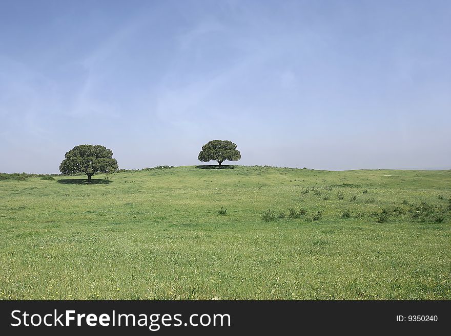 Field landscape with two trees and blue sky