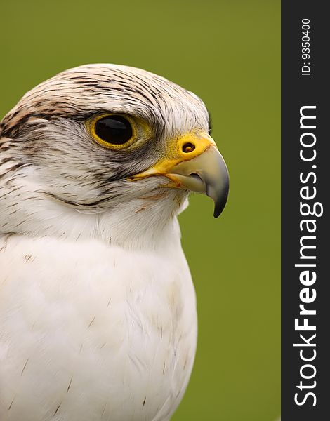 Animals: Portrait of Peregrine Falcon (Falco peregrinus)