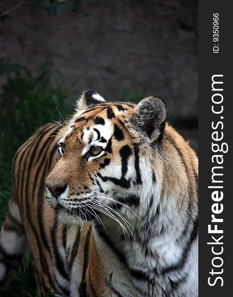 Siberian tiger