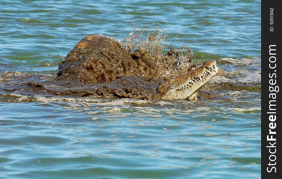 Nile crocodile in South Africa, eating an Impala it had just caught.