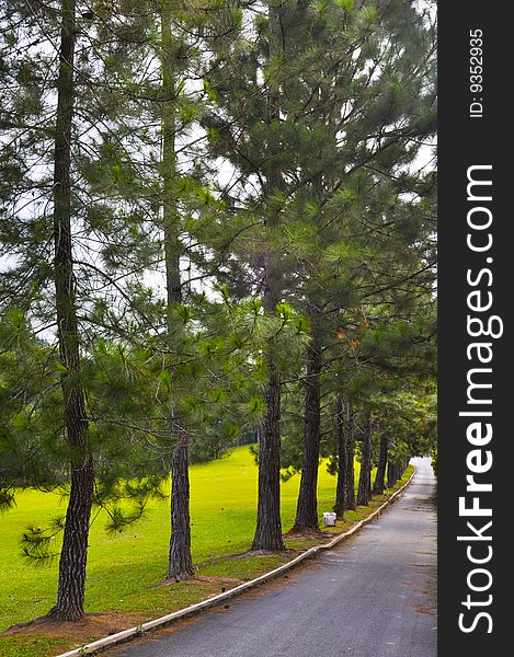 Golf Course's Pathway with Trees