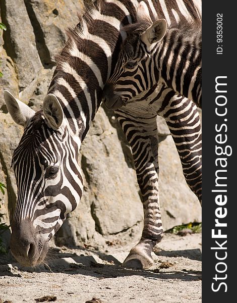 Young zebra with a mother