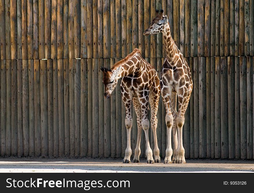 Two standing giraffes with wooden background