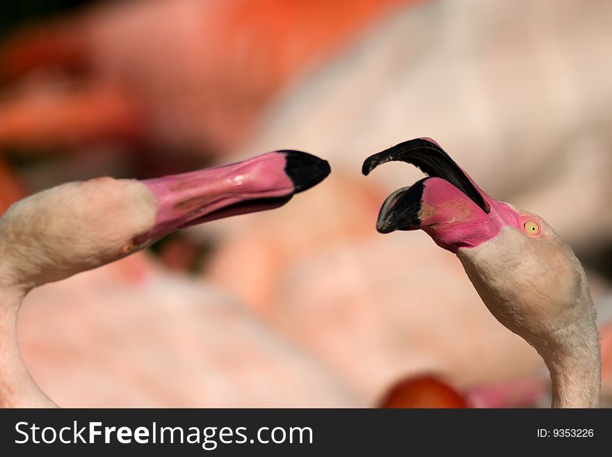 Two fighting flamingos with open beaks
