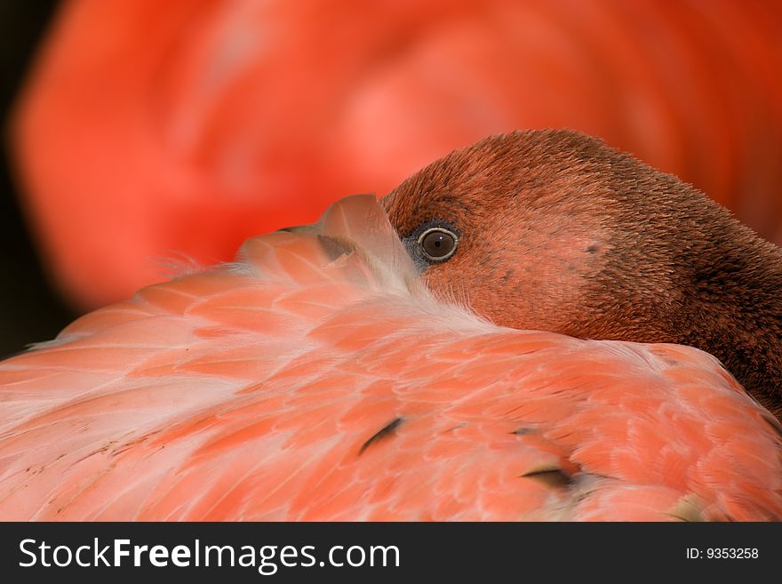 Red flamingo resting in afternoon sun with beak between feathers