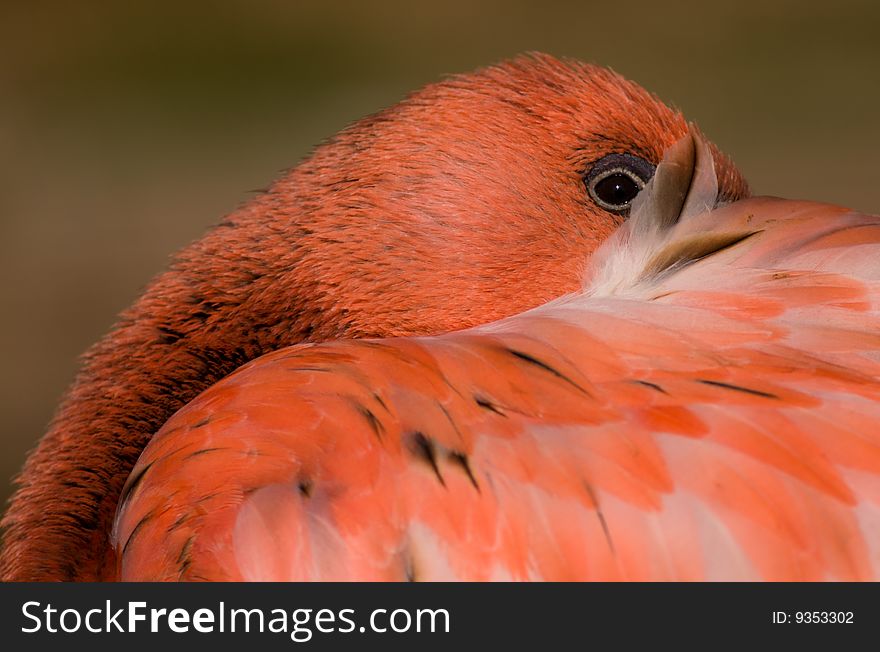 Red flamingo resting in afternoon sun with beak between feathers