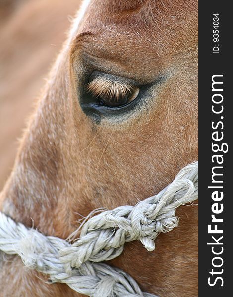 Close up of a brown horse'e eye