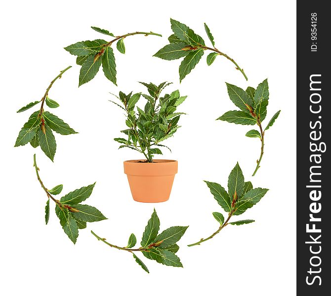 Bay leaf garland forming a circle with a bay herb plant in a terracotta pot inside, over white background.