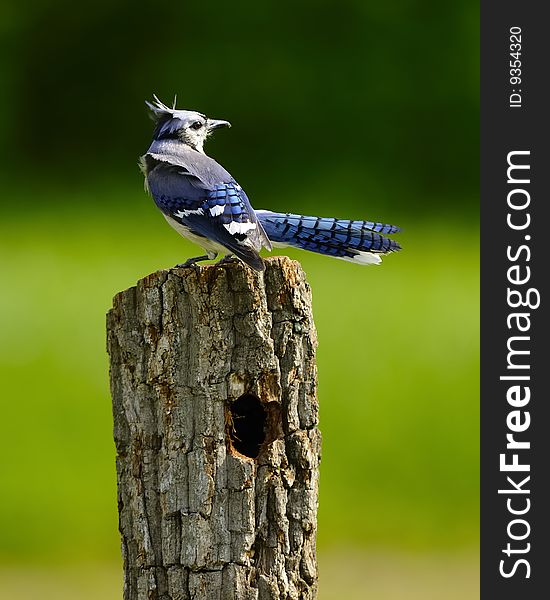 Blue Jay looking into the distance from perch. Blue Jay looking into the distance from perch