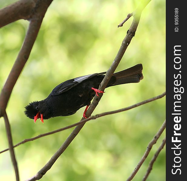 Black bird on the tree singing
