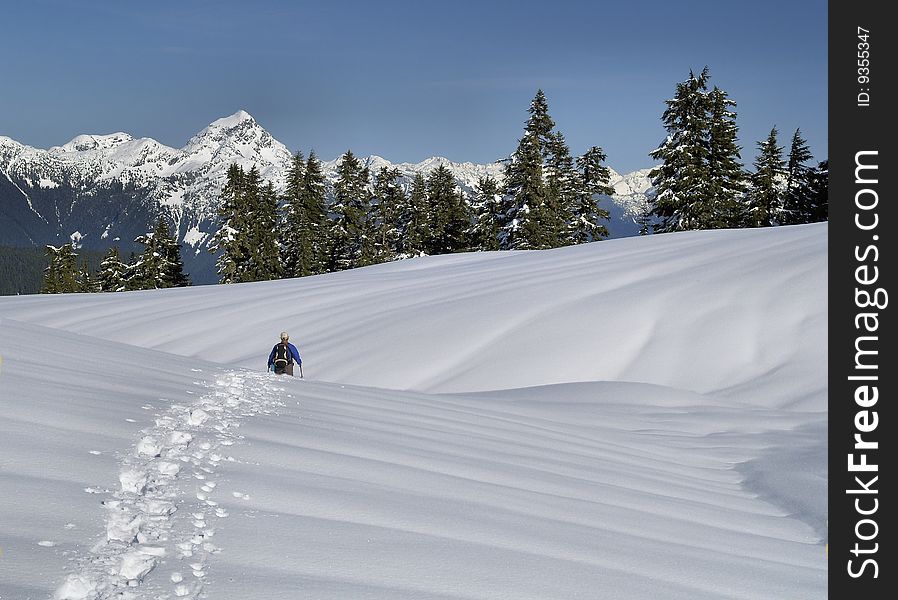 Female Snowshoer