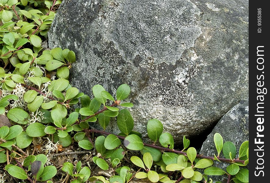 A close-up composition of Evergreen shrubbery against granite boulders