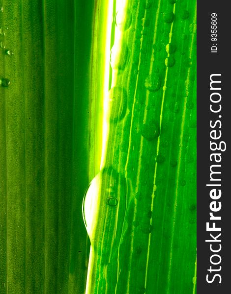 Waterdrops on a bright green plant. Waterdrops on a bright green plant