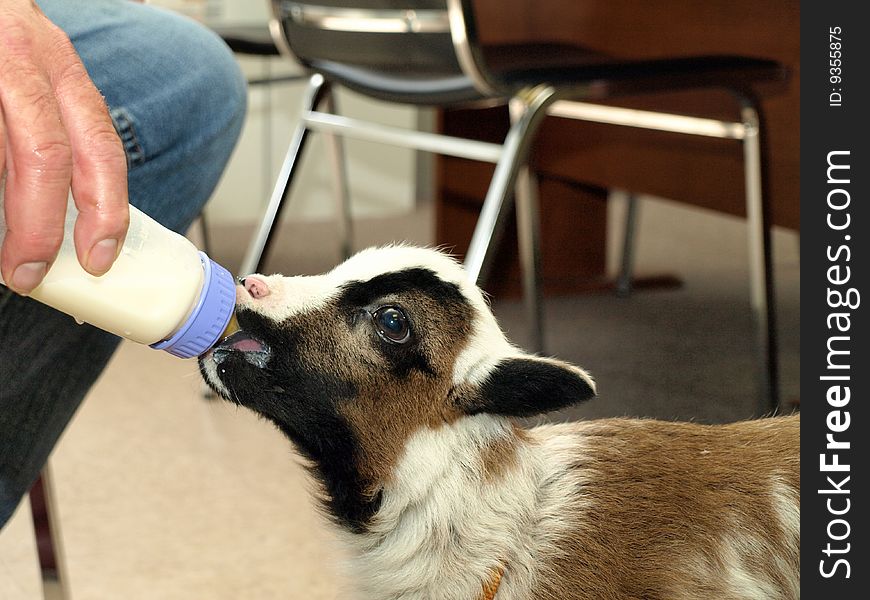 This baby lamb has been abandoned by its mother but is quite happy to be bottle fed by his owner. This baby lamb has been abandoned by its mother but is quite happy to be bottle fed by his owner.