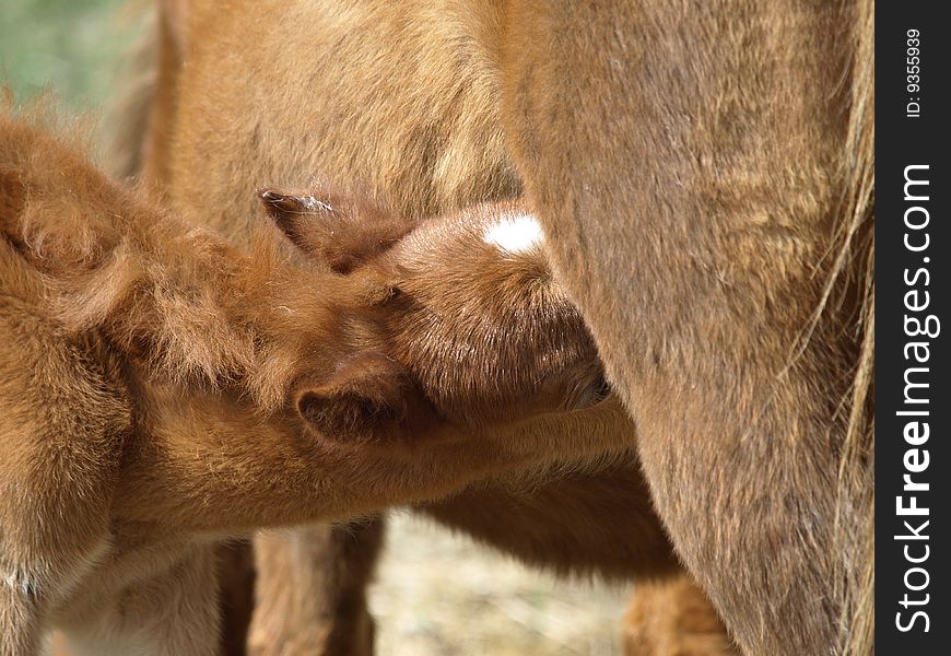 This colt is hungry and is busy feeding from his mother. This colt is hungry and is busy feeding from his mother.