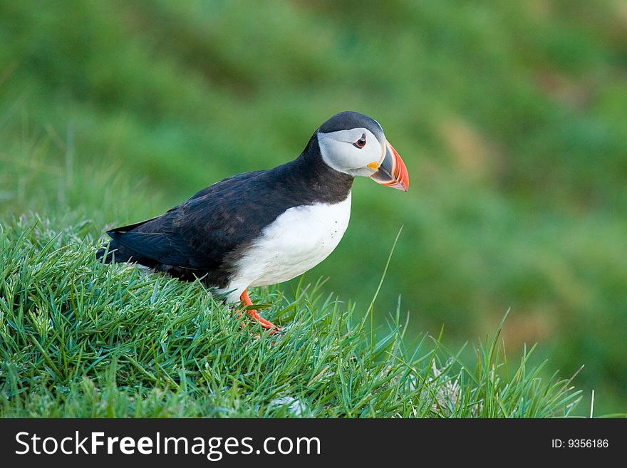 Puffin on green grass in Iceland.