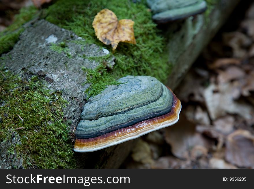 Red Banded Polypore