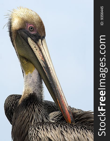 American Pelican in the Florida Keys. American Pelican in the Florida Keys