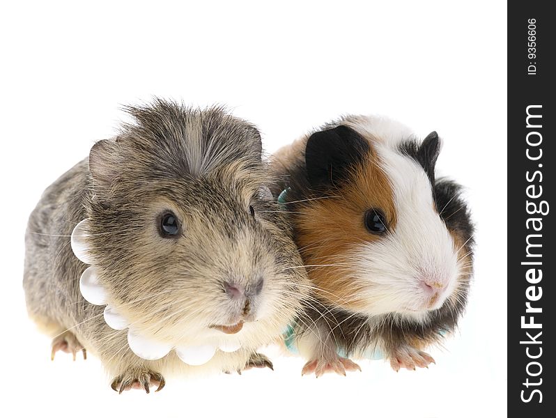 Guinea pig on white background. Guinea pig on white background