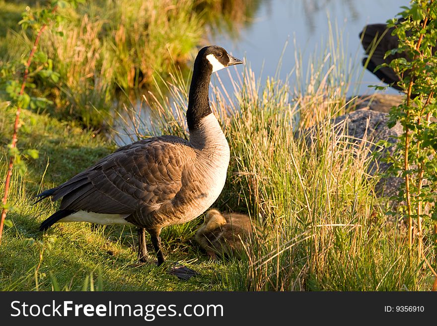 Mother goose watches over her two goslings.