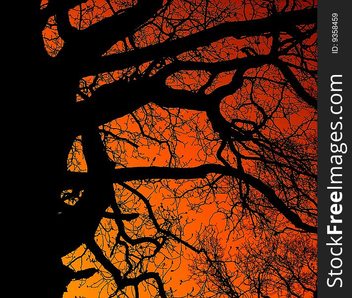 Tree against colorful suset sky