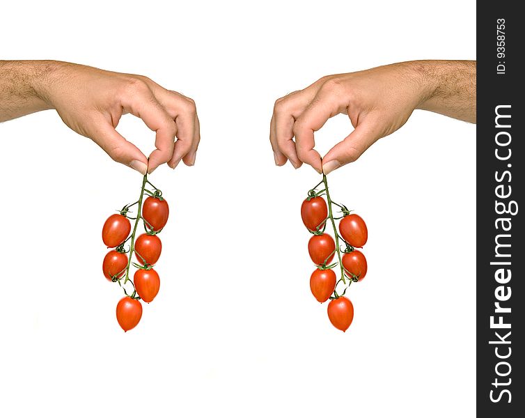 Two hands with clusters of tomatoes isolated on white background
