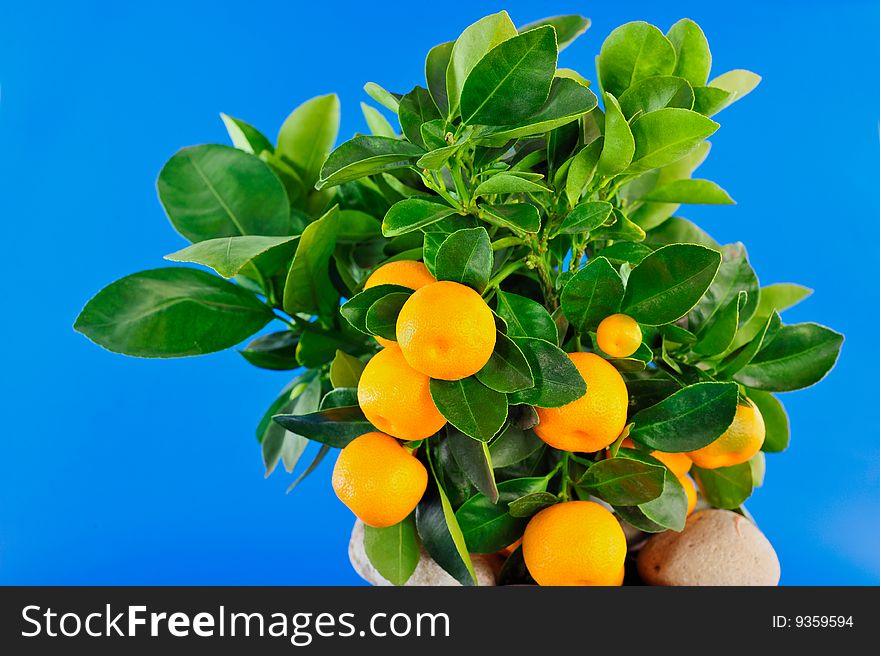 Several Oranges to the foreground and green leaf. Several Oranges to the foreground and green leaf