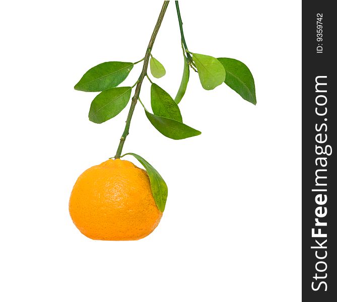Branch with tangerine isolated on white background